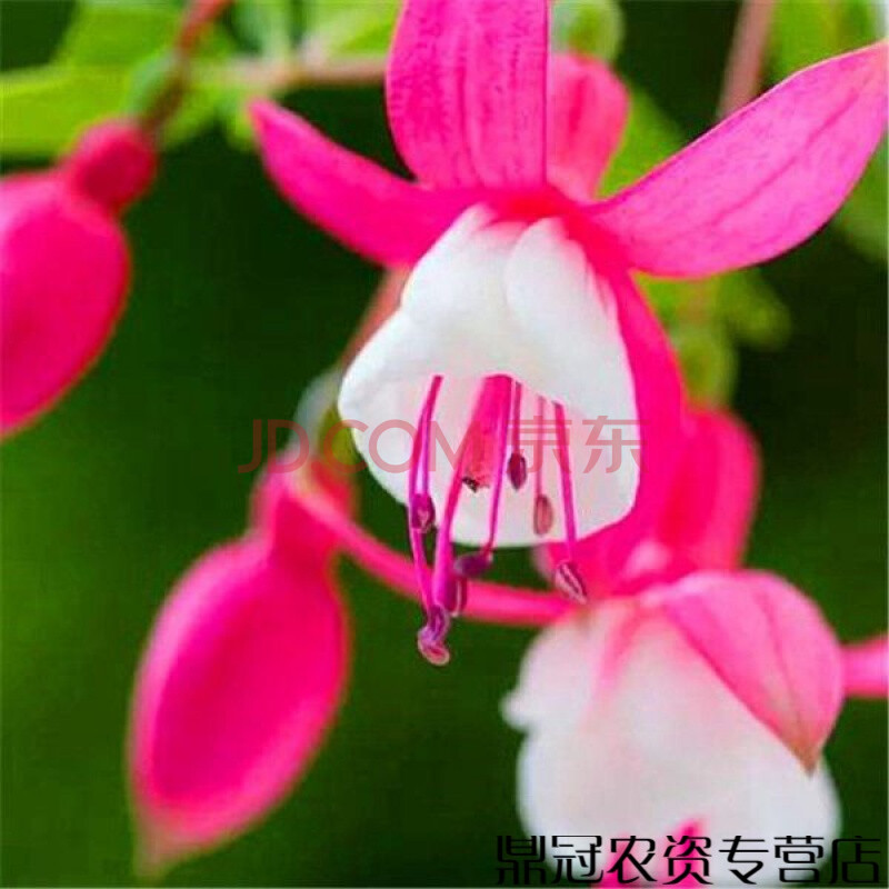 倒挂金钟灯笼花花种子吊钟海棠四季易种花草种籽植物盆栽 微笑倒挂