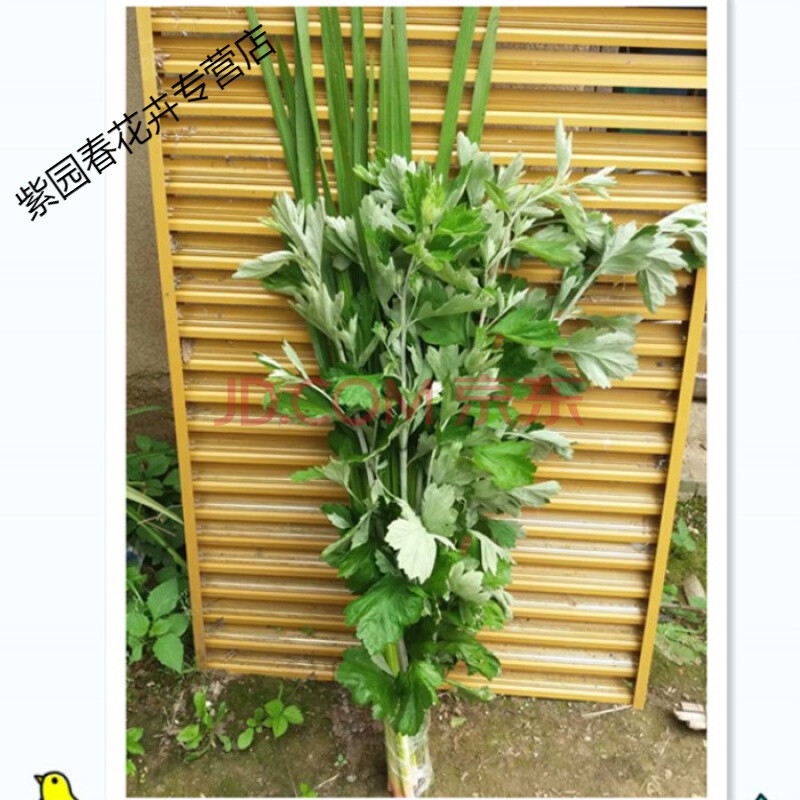 园艺端午节艾草新鲜野生菖蒲艾草苗艾叶 艾草12支80cm 菖蒲12支90cm