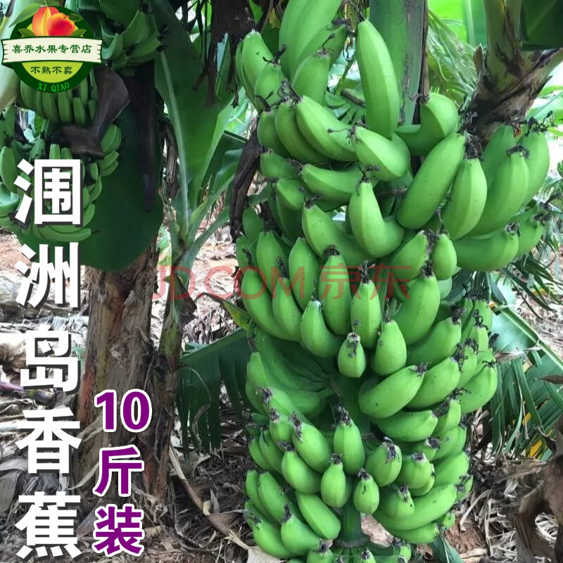 净10斤 原产地涠洲岛 矮蕉青皮甜现摘香蕉广西北海当季水果无催熟