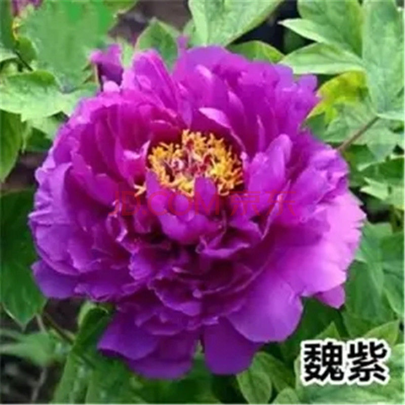 【现货现发】牡丹花苗正宗洛阳观赏大花重瓣花卉绿植物盆栽庭院耐寒四