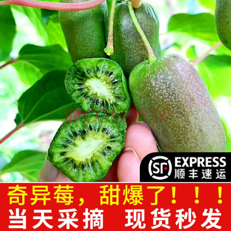 新鲜水果东北特产软枣猕猴桃鲜果 1-3斤 奇异莓果 甄选大果【品质豪享