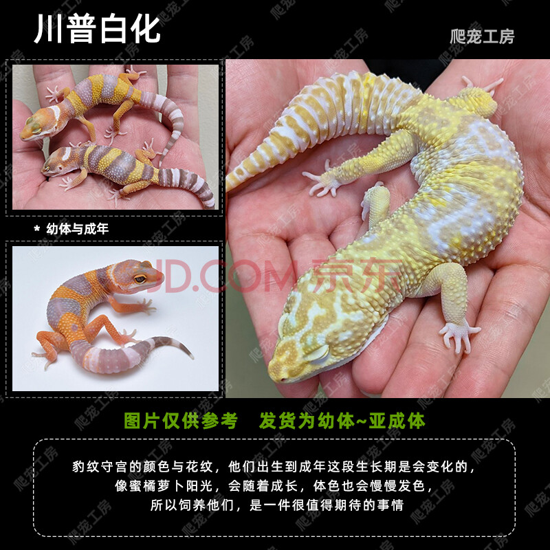 豹纹守宫幼体异宠活体小型另类温顺爬宠懒人易养宠物稀有 川普白化