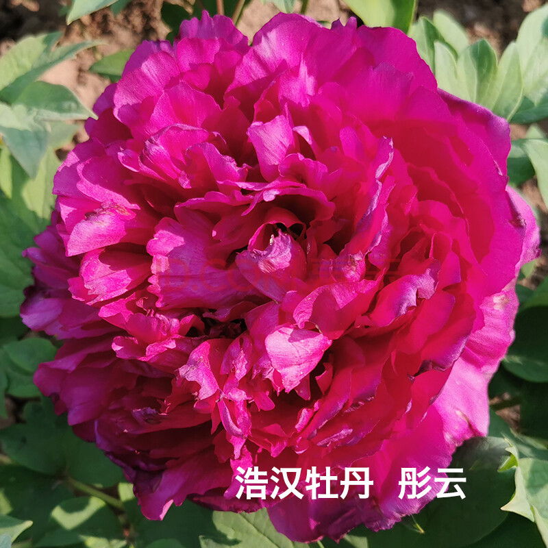 菏泽浩汉牡丹花苗大苗盆栽花卉 重瓣观赏四季庭院国花牡丹花根 彤云 5