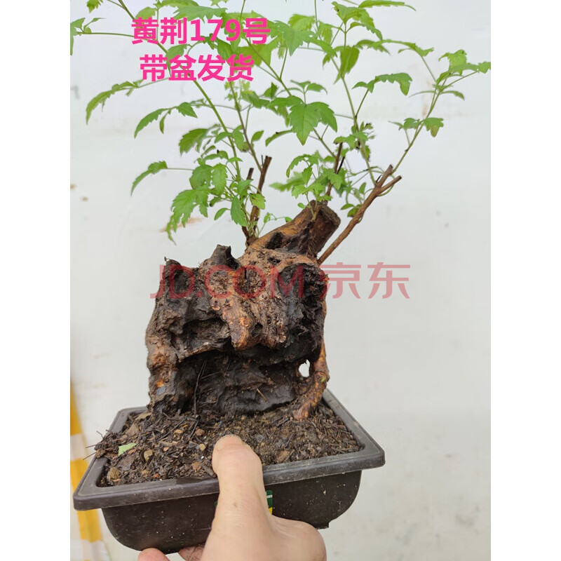 黄荆小型迷你盆景老桩舍利荆条树桩映山红红花熟桩带盆栽好 黄荆179号