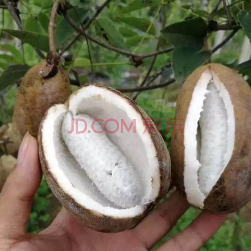 八月瓜黑老虎果树苗当年结果野生八月瓜苗四季种植黑老虎树苗 麻皮