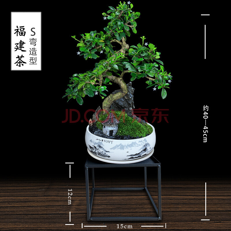 福建茶盆景造型老桩福建茶花卉绿植室内盆栽植物阳台四季开花办公室