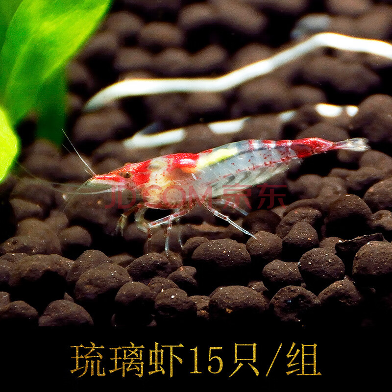 黑壳虾鲜活樱花水晶除藻极火活体淡水水族宠物小虾观赏活虾苗 琉璃虾