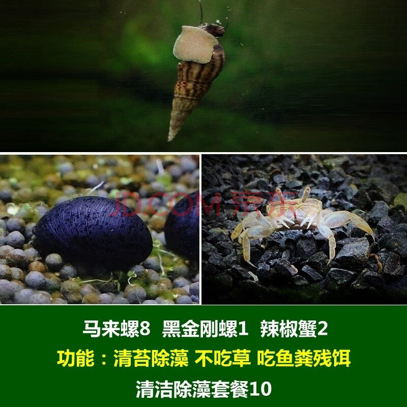 噢水噢【顺丰】观赏螺鱼缸除藻清洁工具螺斑马洋葱黑金刚黄金紫纹苹果