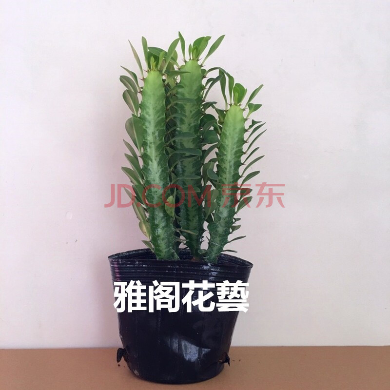 植物仙人柱盆栽量天尺玉麒麟大型仙人掌类室内花卉绿植盆景 绿龙骨 不