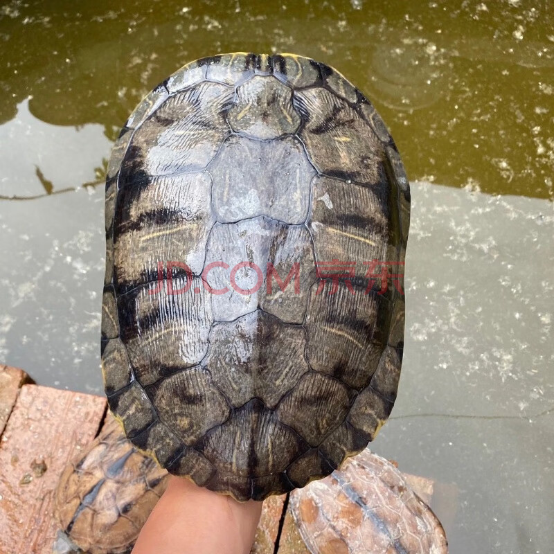 巴西龟特大红耳龟黄金龟乌龟大龟特大巴西龟超大下蛋乌龟活物 5-5.