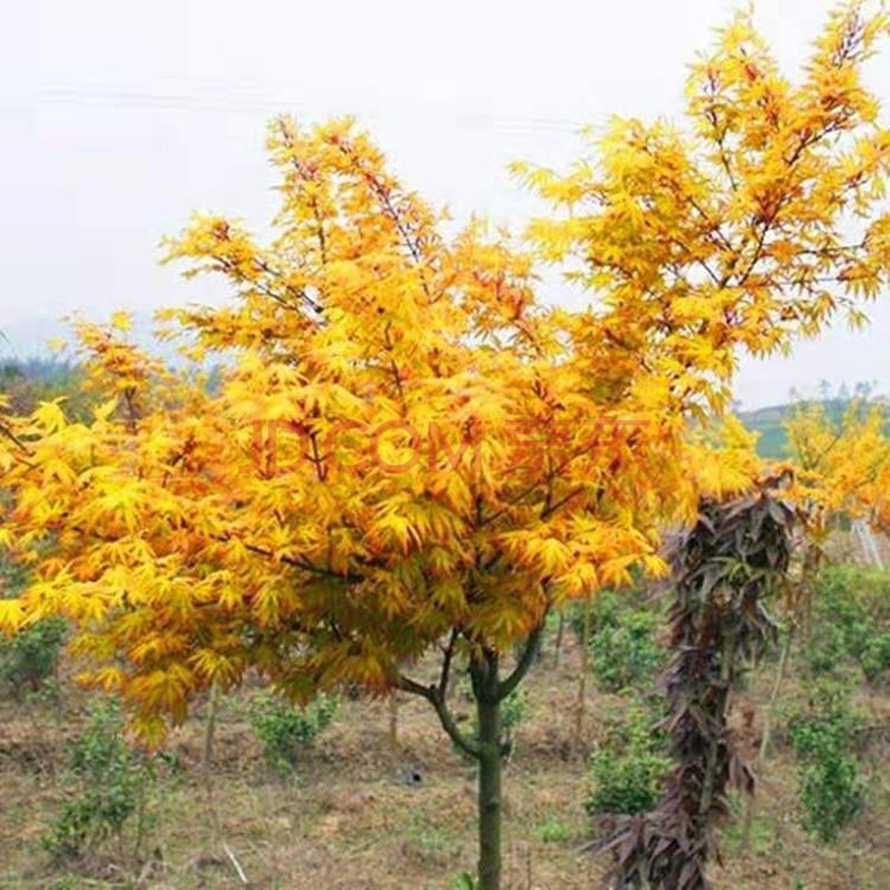 羽毛枫树羽枫苗木庭院植物日本红枫苗蝴蝶枫树苗稻叶红羽毛枫苗黄金枫