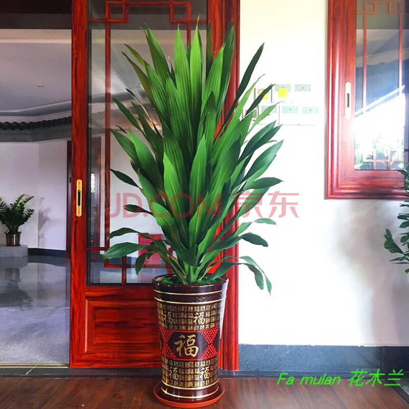 室内绿植巴西铁观叶净化空气好养活植物大型直板青也门铁约15米含盆