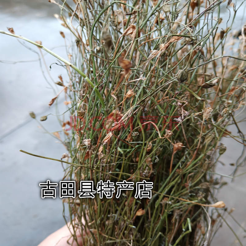 野生金线吊葫芦 兰花参 蓝花参 土参 细叶沙参 青草药材 全草干货 50