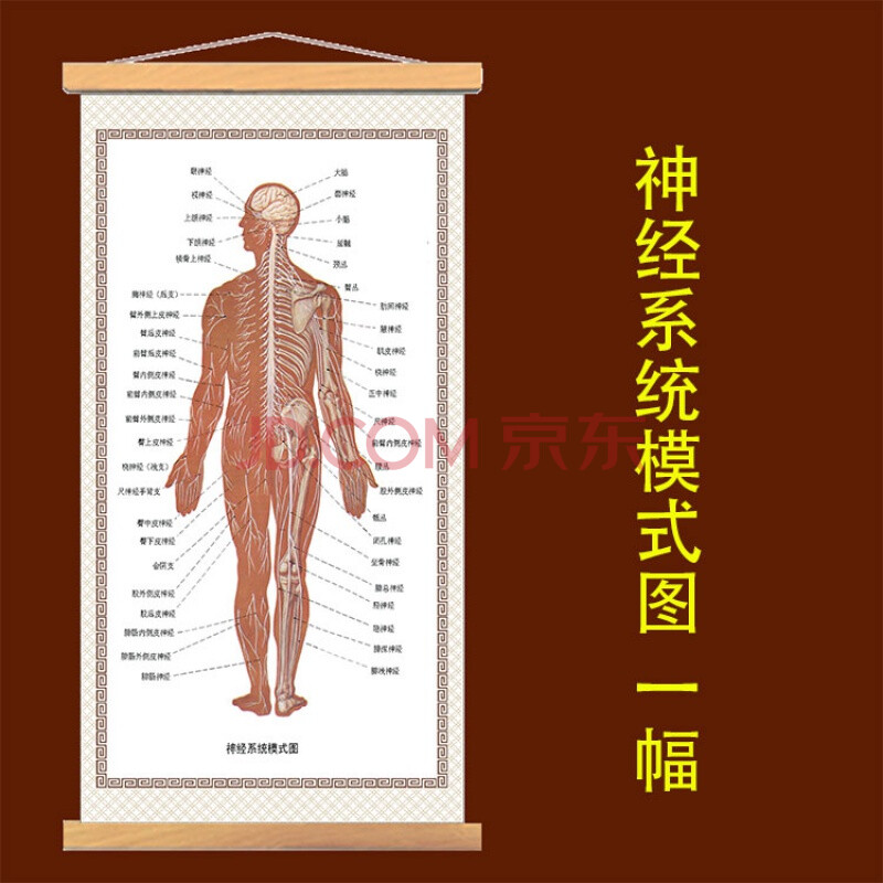 人体内脏结构图 人体内脏挂图解剖示意图五脏六腑器官图肌肉骨骼神经