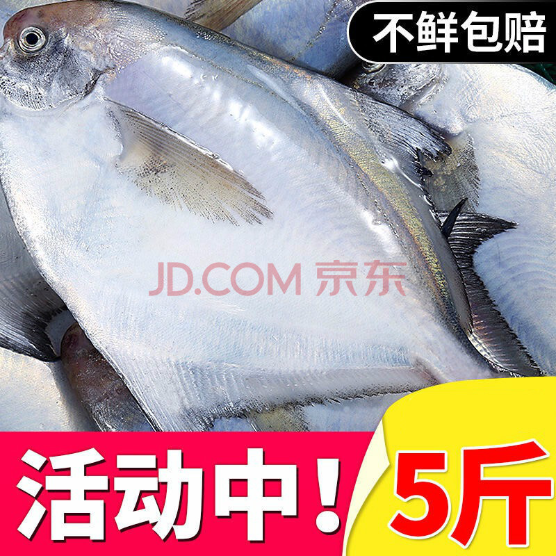 银鲳鱼新鲜冷冻白鲳鱼海鲜水产鲜活深海鱼平鱼武鲳 5斤(每斤6-8条)