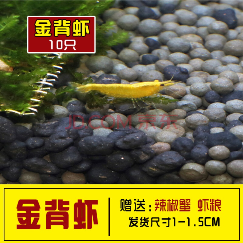 豆乐奇(douleqi)观赏虾活体淡水工具虾除藻虾樱花虾极火虾黄金米黑壳