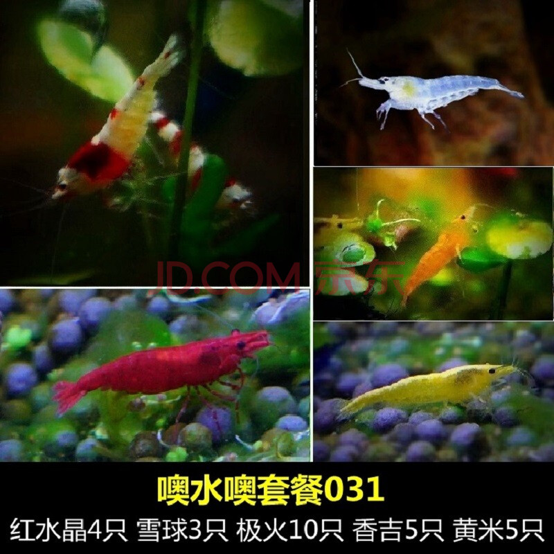 噢水噢【顺丰】观赏虾活体鱼缸水族箱造景淡水宠物虾鲜活冷水小虾水草