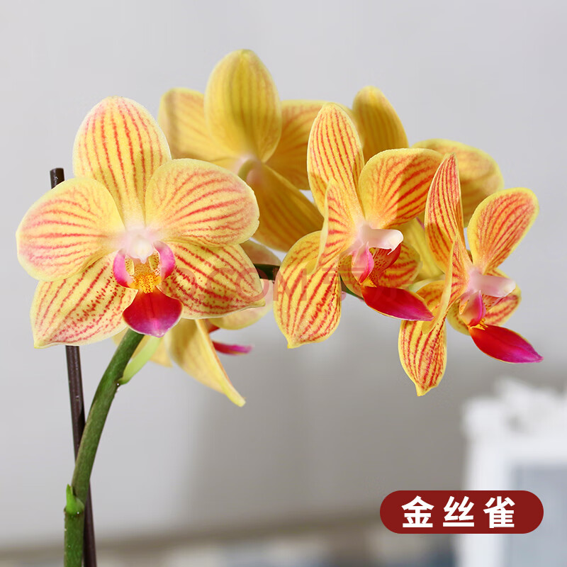 蝴蝶兰园艺盆栽兰花小苗绿植花剑花苗兰花君子兰 花苗金丝雀 不含盆