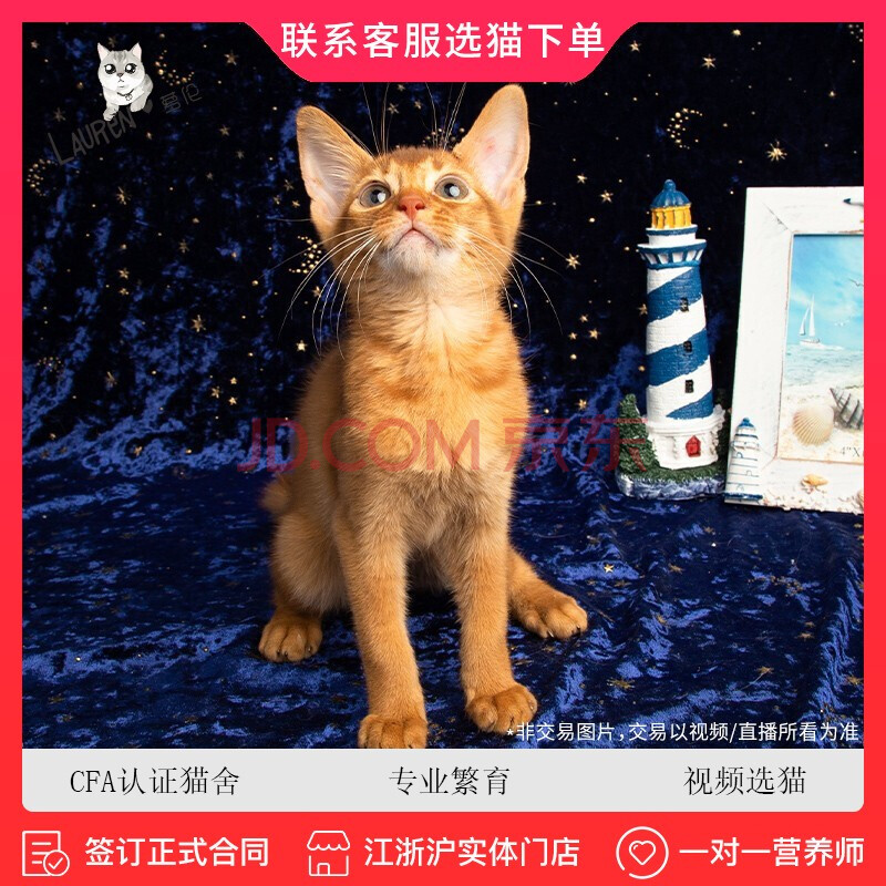 lauren【签订正规合同】纯种阿比西尼亚猫活体宠物猫咪短毛猫红阿比幼