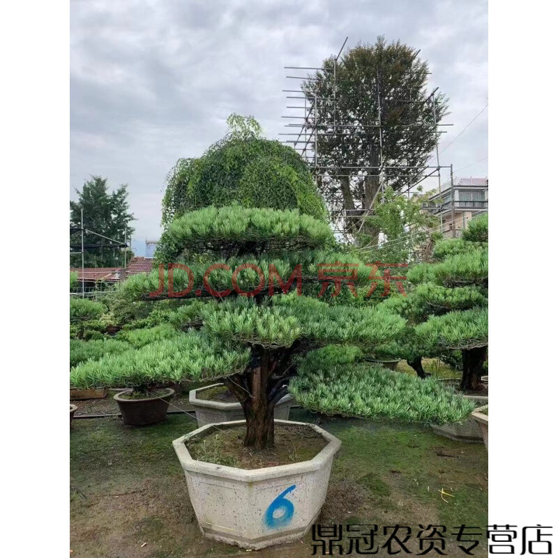 大树盆景树造型迎客松大型别墅庭院日本罗汉松树苗 罗汉松大树精品-2