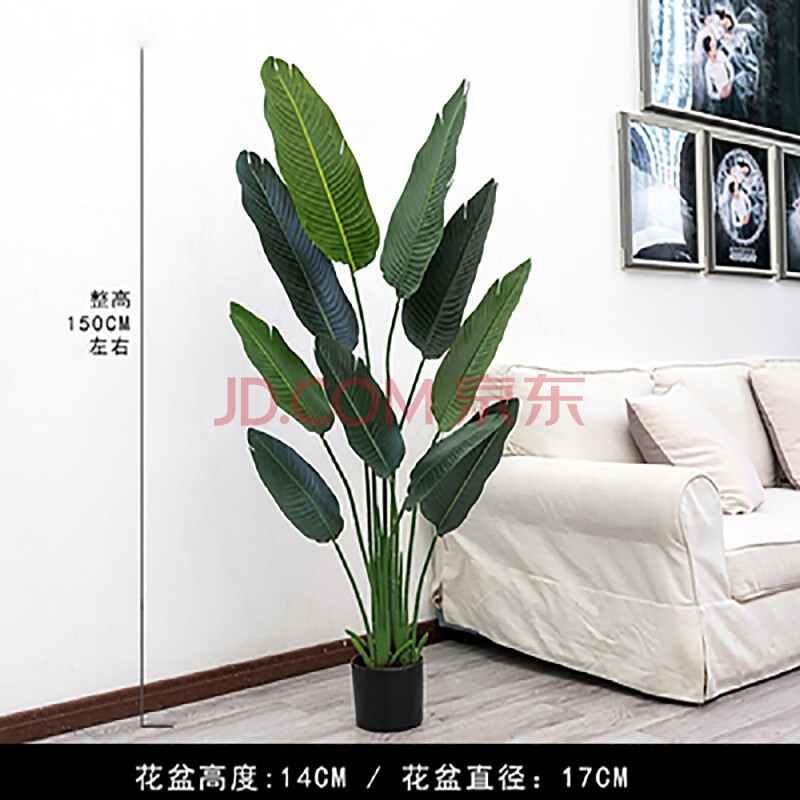 大叶龟背竹盆栽观叶植物室内客厅绿植花卉净化空气耐阴植物 1.