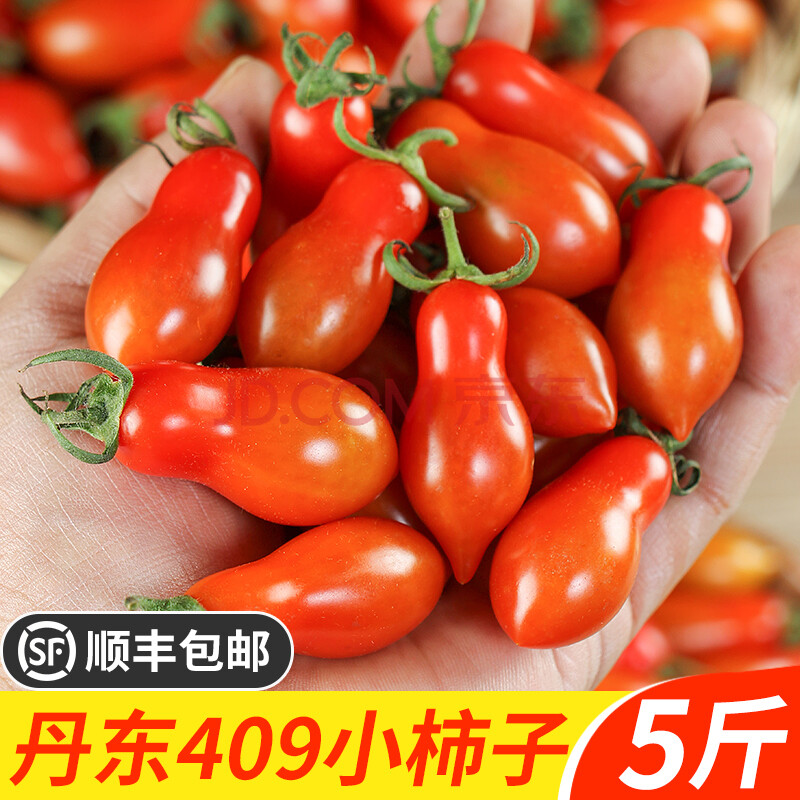 大地果缘【顺丰直达】 丹东409小番茄正宗东北碱地花生草莓小柿子5斤
