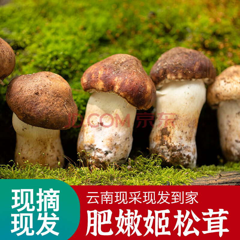 云南高原赤松茸新鲜现摘姬松茸蘑菇食用菌未开伞大球盖菇火锅煲汤