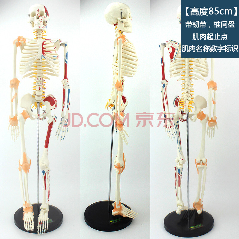人体骨骼模型骨架85cm170cm医学解剖肌肉瑜伽小白骷髅