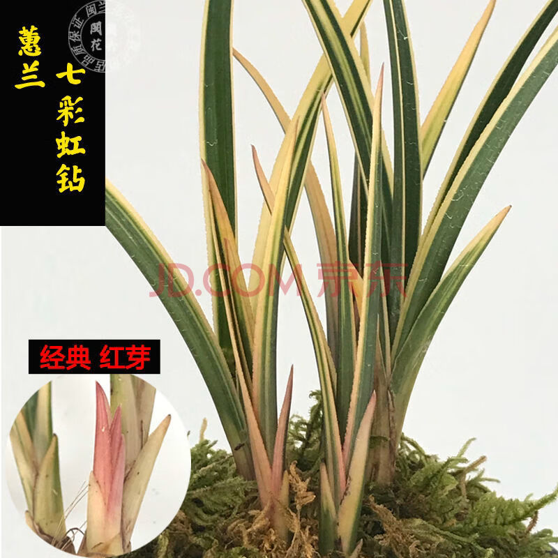 兰花蕙兰建兰 红香妃 市长红 浓香峨眉红草红花盆栽室内阳台花卉