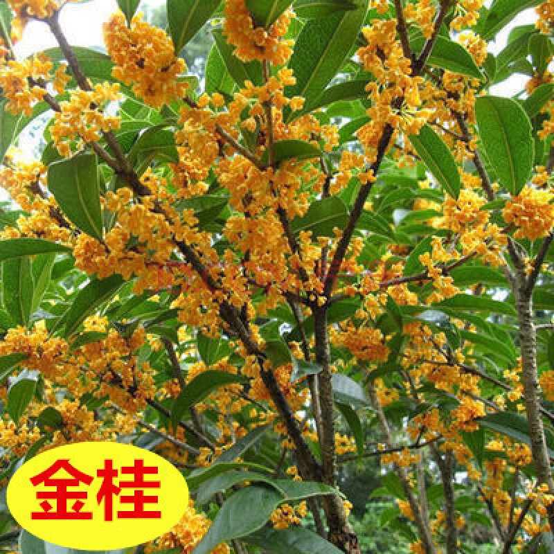 桂花苗木 桂花树苗盆栽庭院阳台别墅室外桂花树苗盆栽
