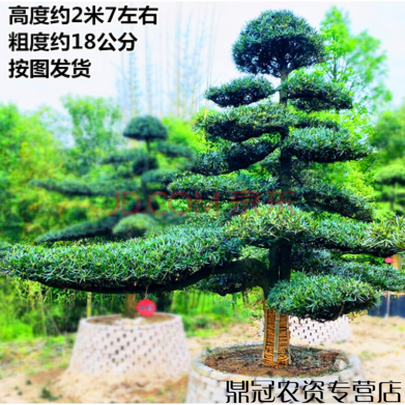 罗汉松造型树大树盆景树造型迎客松大型别墅庭院日本罗汉松树苗 按图