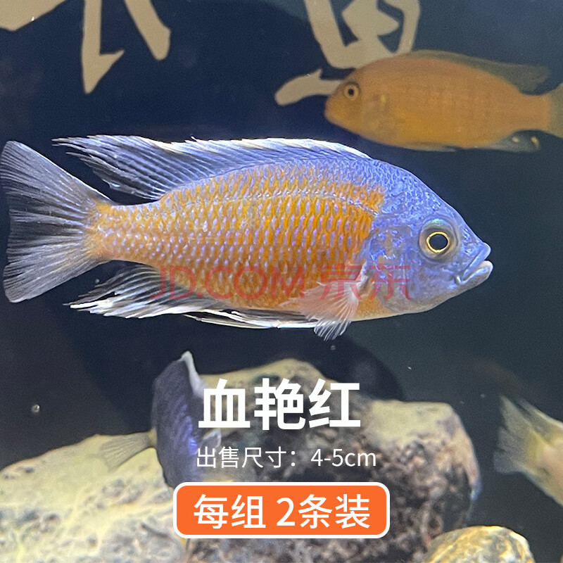 三湖慈鲷活体活鱼马鲷活体非洲王子雪雕三线火鸟坦鲷淡水鱼中小型