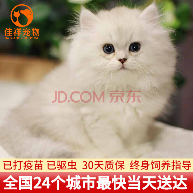 【30天保障】金吉拉猫幼猫活体纯种宠物猫活体金吉拉猫活体波色斯猫