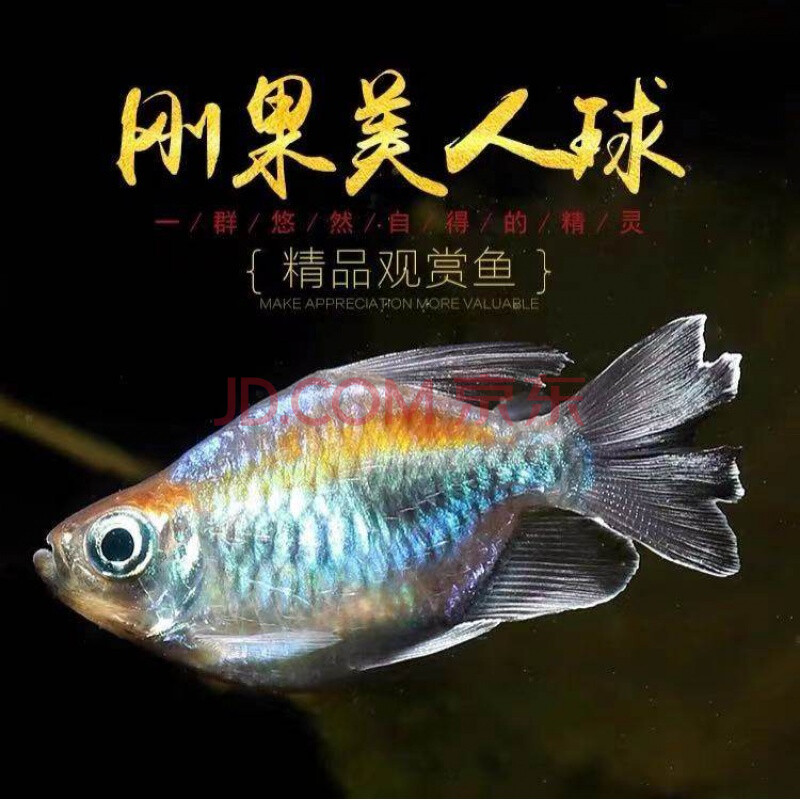 刚果美人鱼水族宠物观赏鱼可混养彩色群游鱼小型可混养热带鱼活体