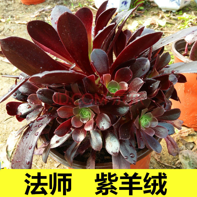 黑法师多肉 紫羊绒 韶羞 圆叶绿发师 铜壶法师老桩 多肉植物 紫红色