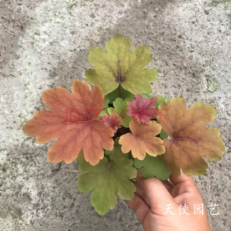 花芊茗矾根盆栽耐寒耐热观叶植物花园调色板多年生宿根露天过冬3盆 小