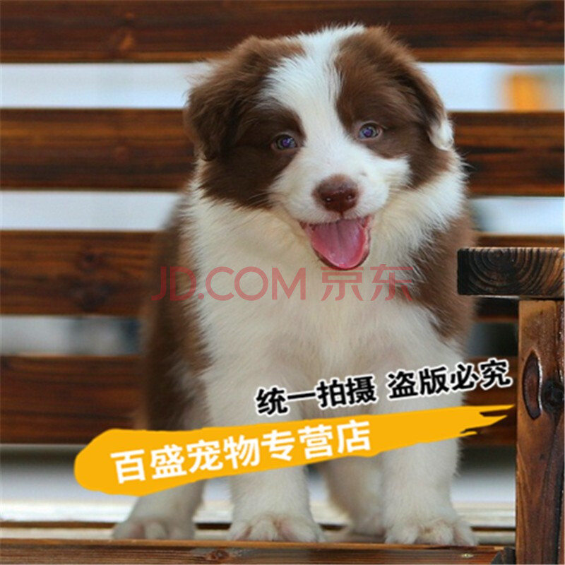 咖啡棕红色边牧幼犬 陨石色 边牧纯种 出售边境牧羊犬幼犬活体宠物