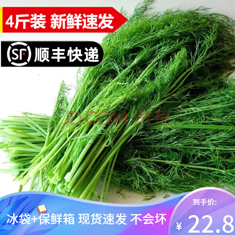 顺丰发货中新鲜茴香菜4斤小茴香蔬菜荤香菜苗回香1000g2斤