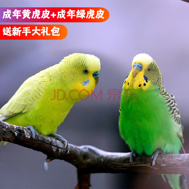 种鸟中小型彩色鹦鹉鸟宠物鸟活体 成年黄虎皮 成年绿虎皮【一公一母】