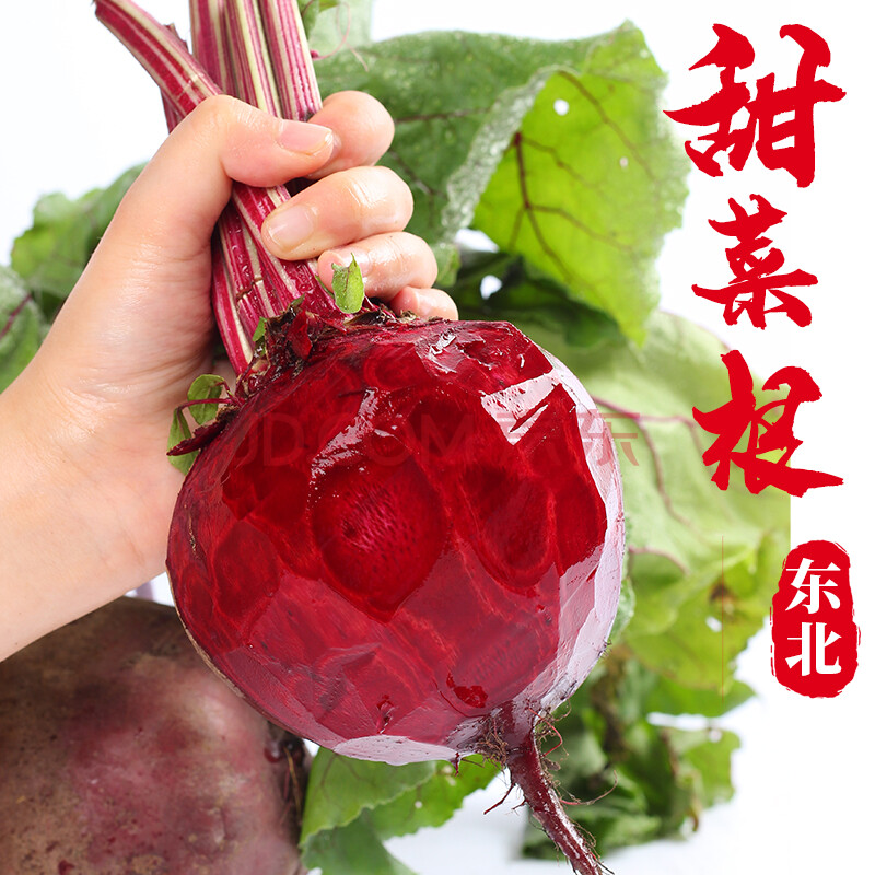 东北甜菜根新鲜甜菜头2500g新鲜蔬菜红菜头红萝卜心里美 2500g