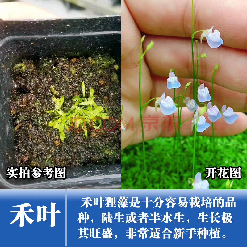 植物苔藓鱼缸造景微观桌面可爱四季开花盆栽办公桌虎雀 【禾叶狸藻 】