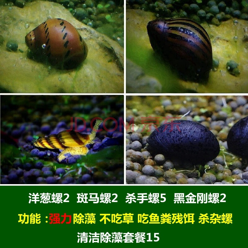 噢水噢【顺丰】观赏螺鱼缸除藻清洁工具螺斑马洋葱黑金刚黄金紫纹苹果