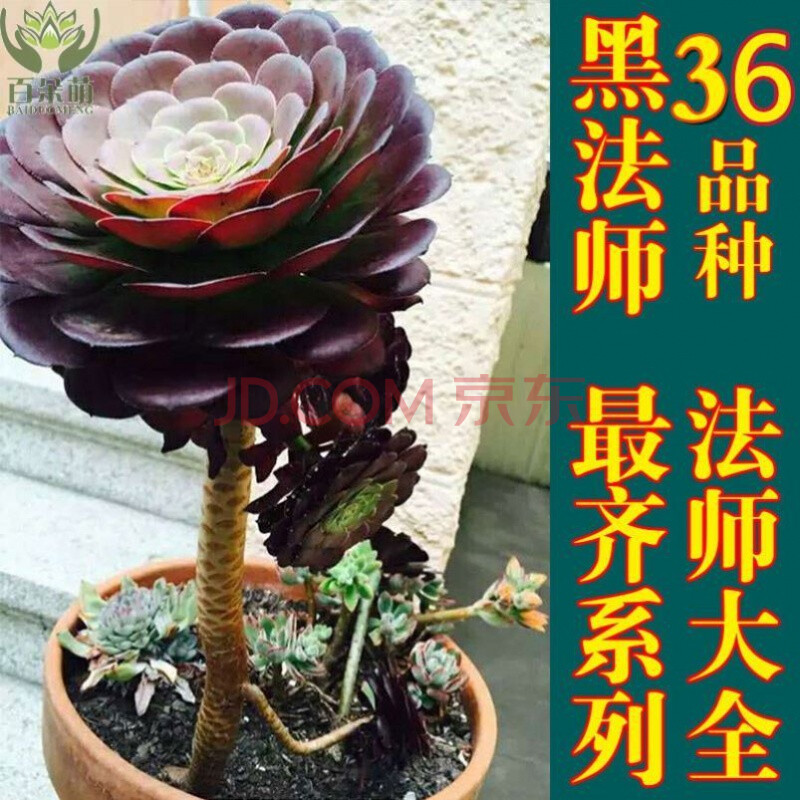 美杜莎法师多肉植物赤霞飞娜迦女王高端法师锦欧嘉莉君美丽 i44-36颗