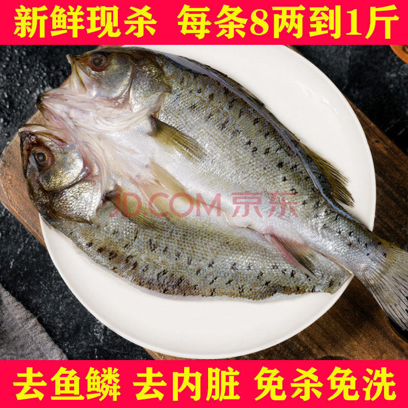 开背鲈鱼新鲜海捕海鲜水产鲜活速冻七星花鲈鱼深海鱼去内脏 五条七星