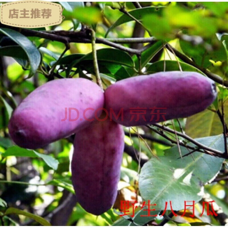 八月瓜树苗 三叶木通八月炸苗香蜜瓜苗八月瓜种苗木瓜苗当年结果 盆栽