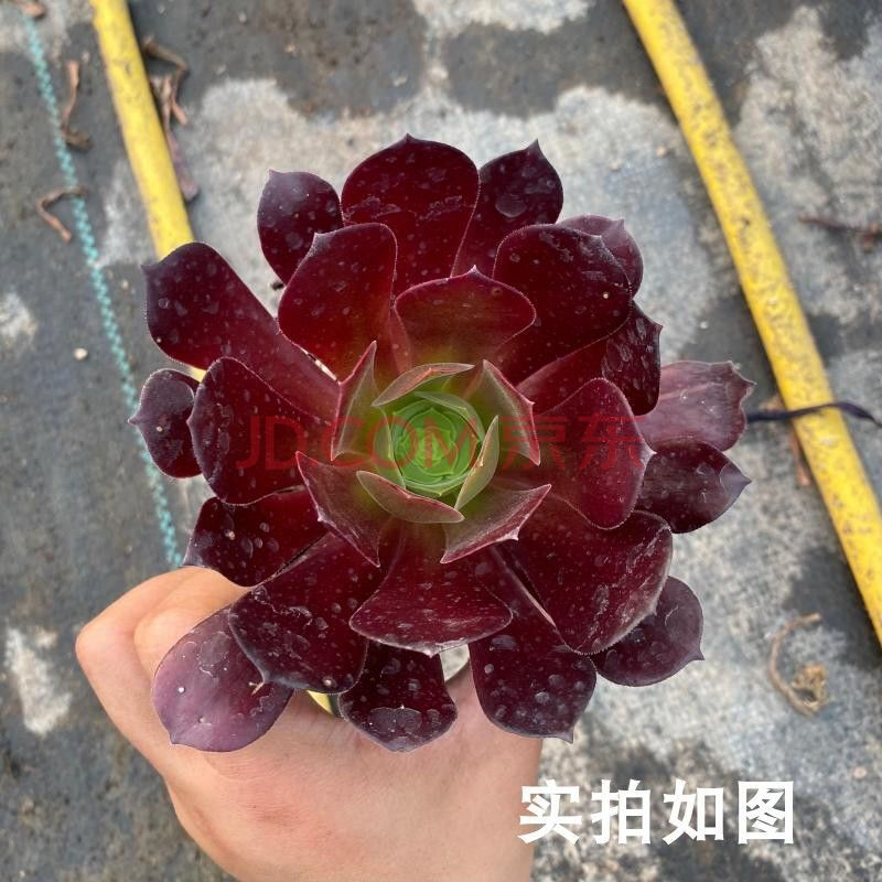 多肉植物老桩手捧花红覆轮缀化铜壶万圣节绿羊绒绿植盆栽 一颗欧紫单