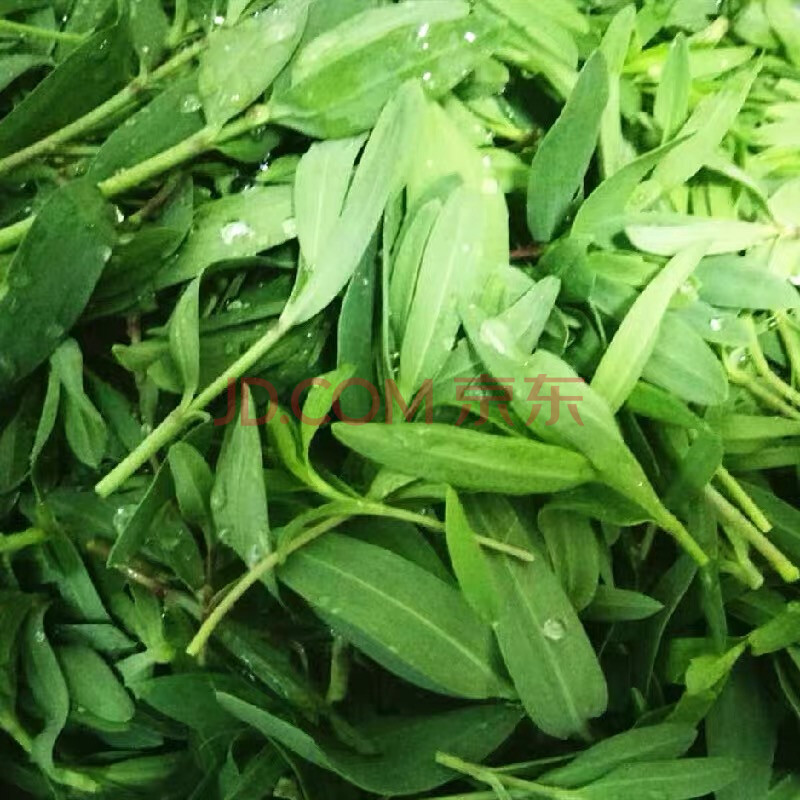 五莲山特产山菜山野菜山苜楂菜山蚂蚱菜马山菜新鲜包子馅 250g