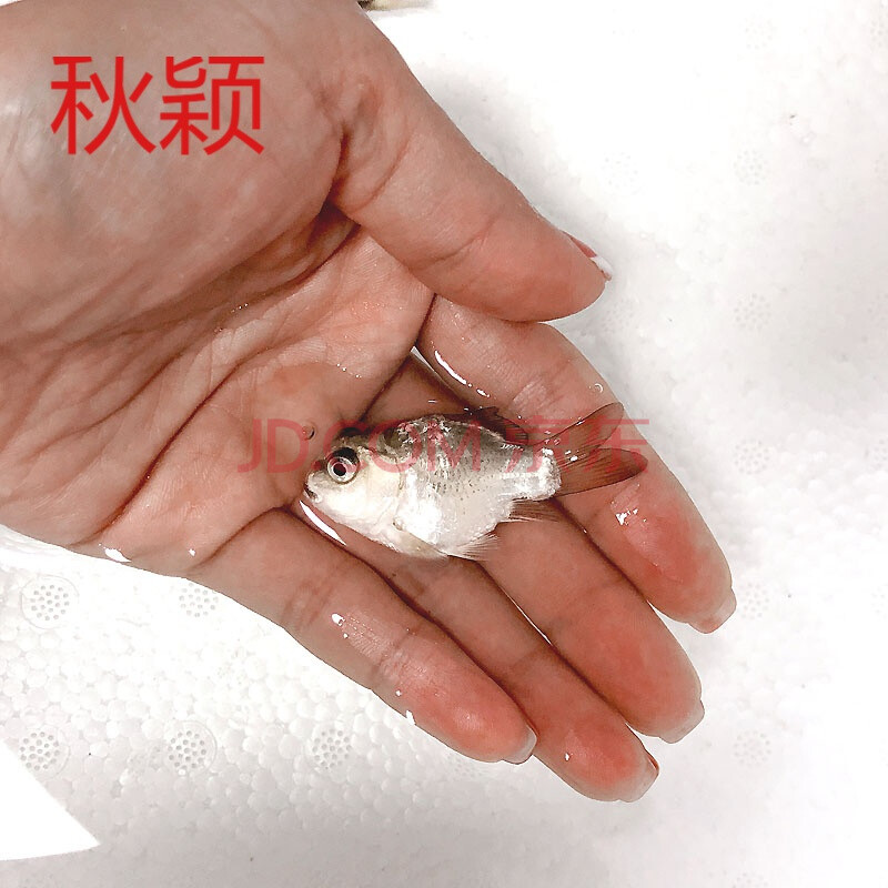 秋颖 蝴蝶鲤鱼纯血石膏白冷水鱼短身贵妃球体白金长尾锦鲤鱼苗活体