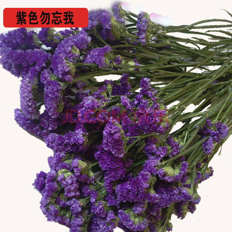 鎏铭勿忘我干花花束客厅满天星干花仿真花鲜花真花摆件情人草花艺术