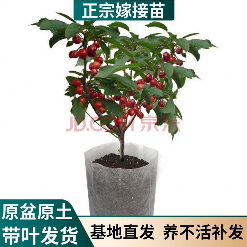樱桃树苗阳台盆栽樱桃车厘子庭院大樱桃嫁接树苗南北方果树苗 美早 2
